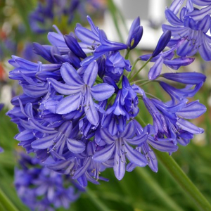 Northern Star Lily of the Nile, Agapanthus, Agapanthus 'Northern Star'